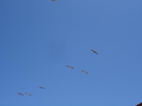 Gaviotas