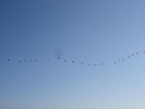 Gaviotas