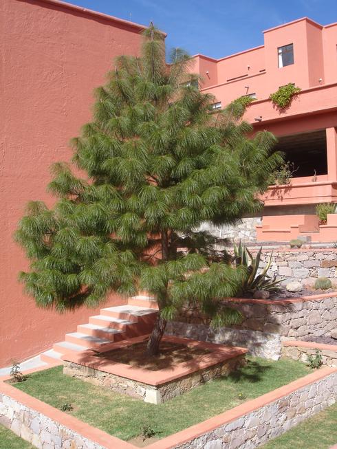 Árbol en el CIMAT