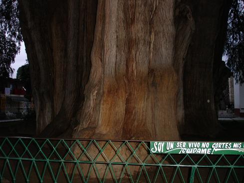 Árbol del Tule