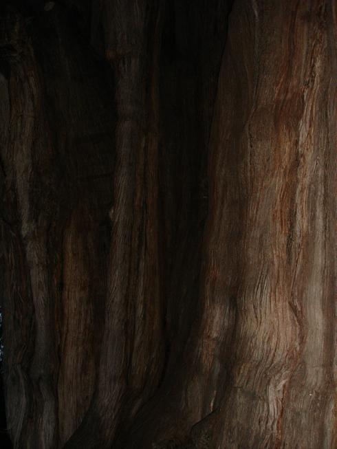 Árbol del Tule