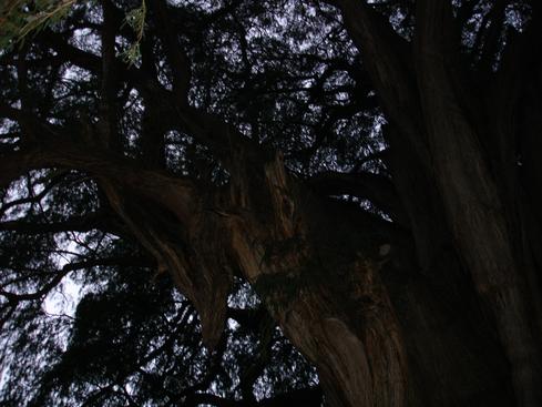 Árbol del Tule