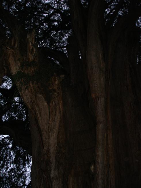Árbol del Tule