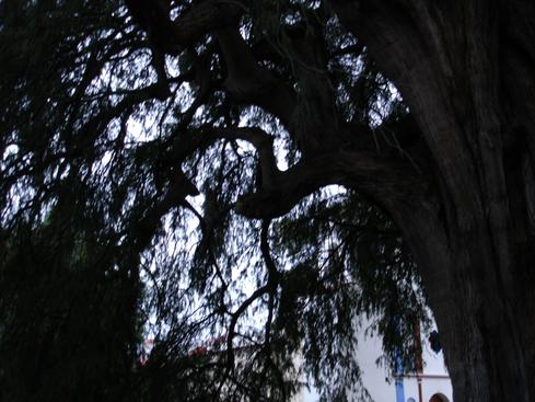 Árbol del Tule
