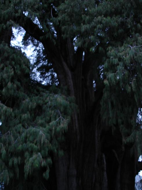 Árbol del Tule