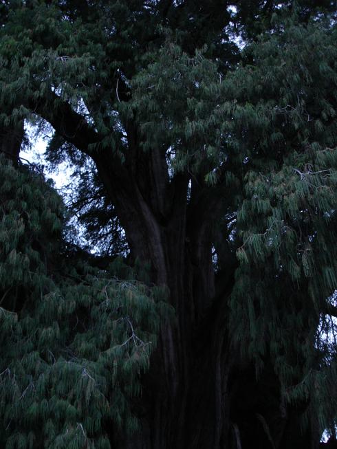 Árbol del Tule