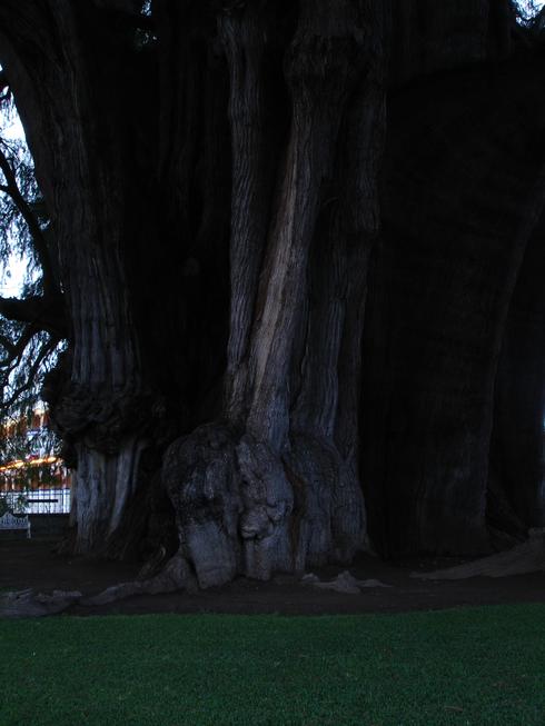 Árbol del Tule