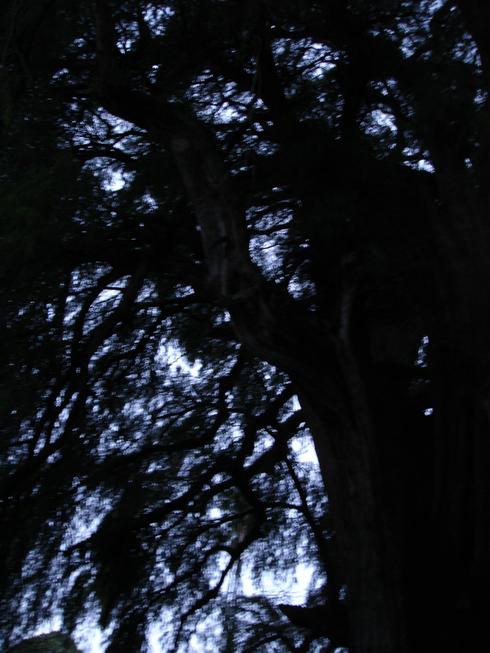 Árbol del Tule