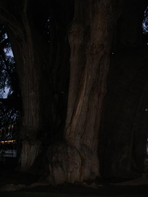 Árbol del Tule