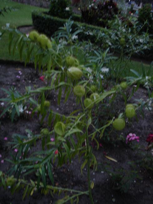 Planta chistosa