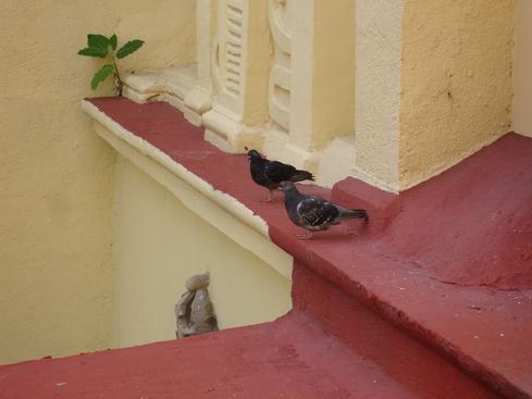 Las palomas