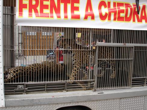 Jaguares