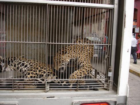 Jaguares