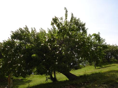 Árbol