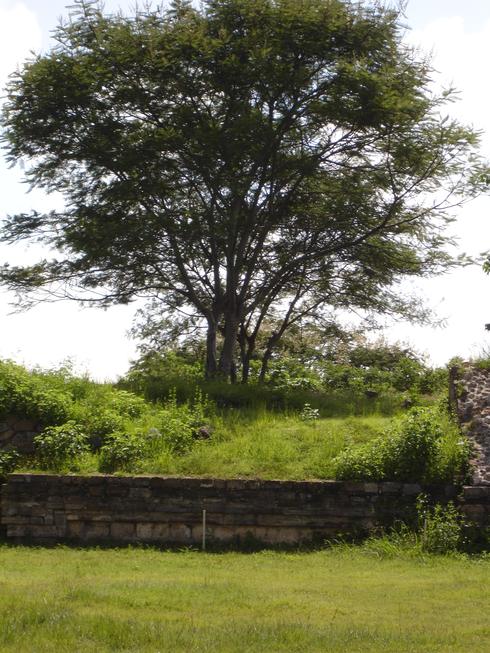 Árbol
