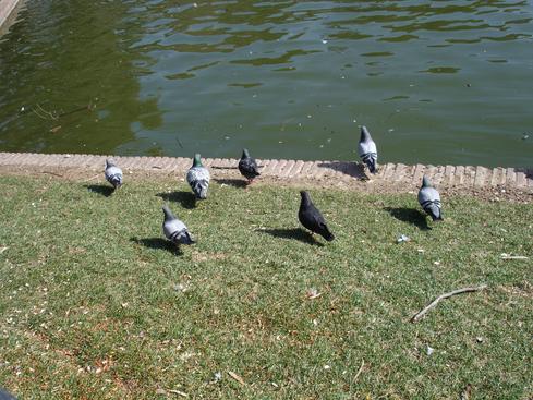 Pájaros