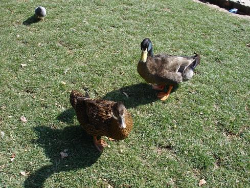 Patos