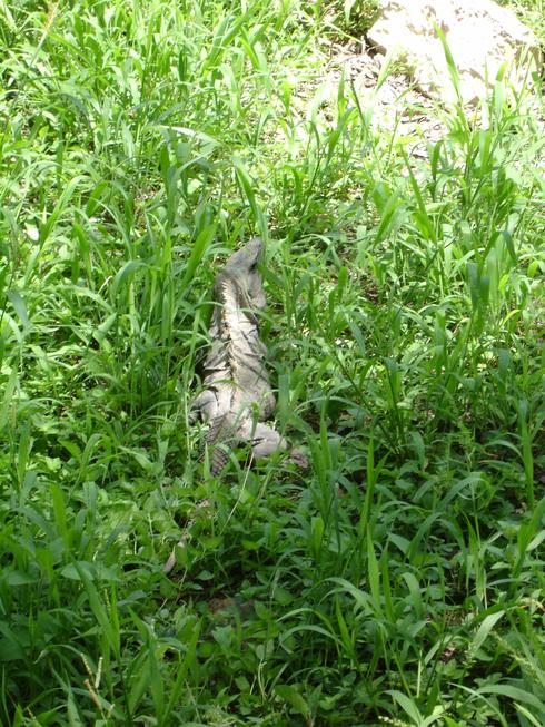Iguana