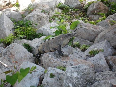 Iguana