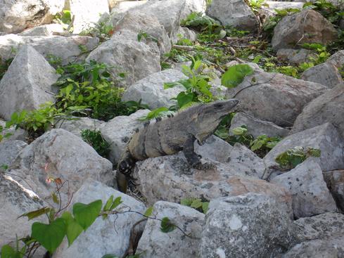 Iguana