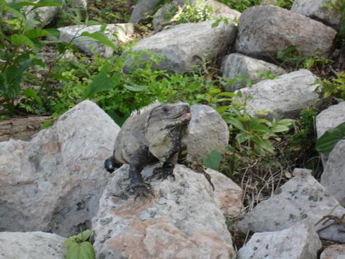 Iguana