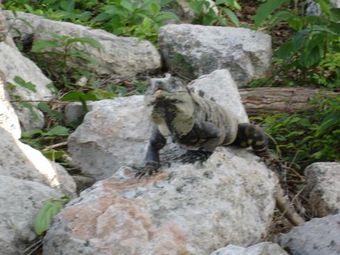 Iguana