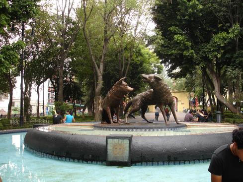 Los coyotes