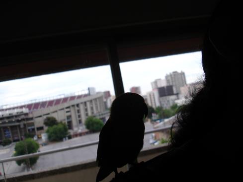 El perico