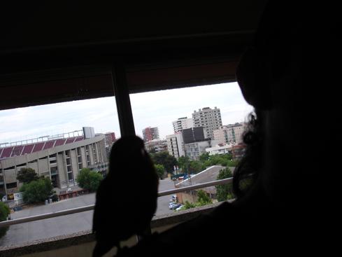 El perico