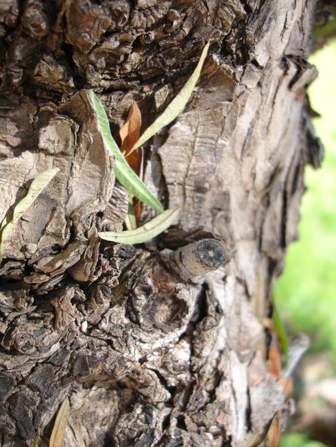 Árbol