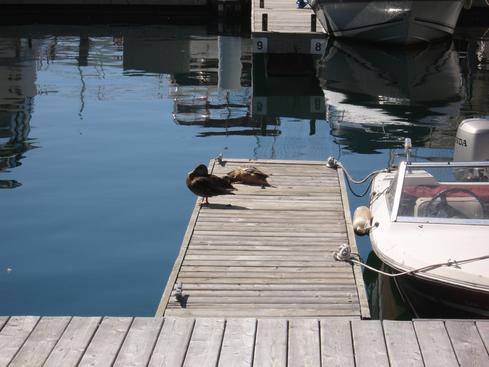 Pato en el muelle