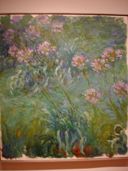 Agapanthus
