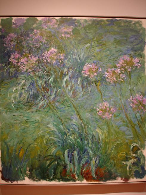 Agapanthus