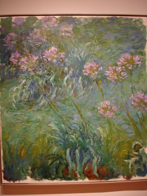Agapanthus
