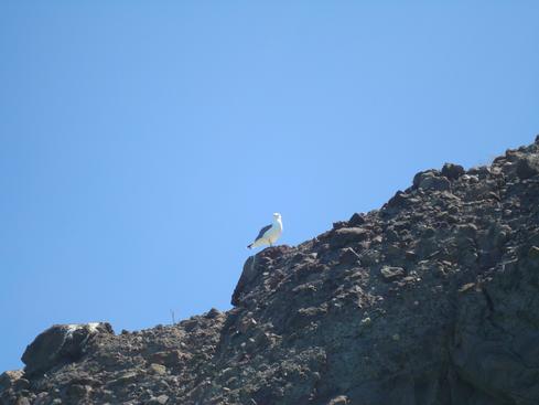 Gaviota