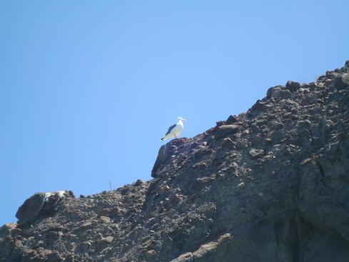Gaviota