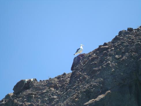 Gaviota