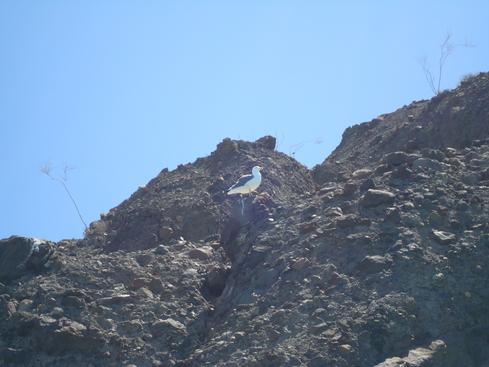 Gaviota