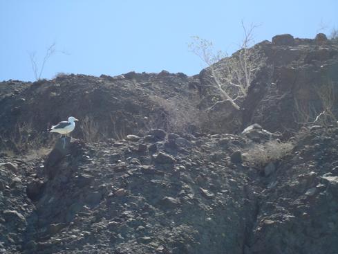 Gaviota