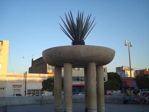 Agave