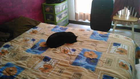 Moreno en la cama