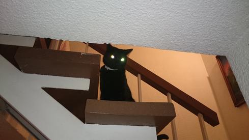 El gato de mi madre