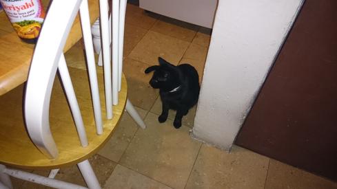El gato de mi madre