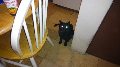 El gato de mi madre