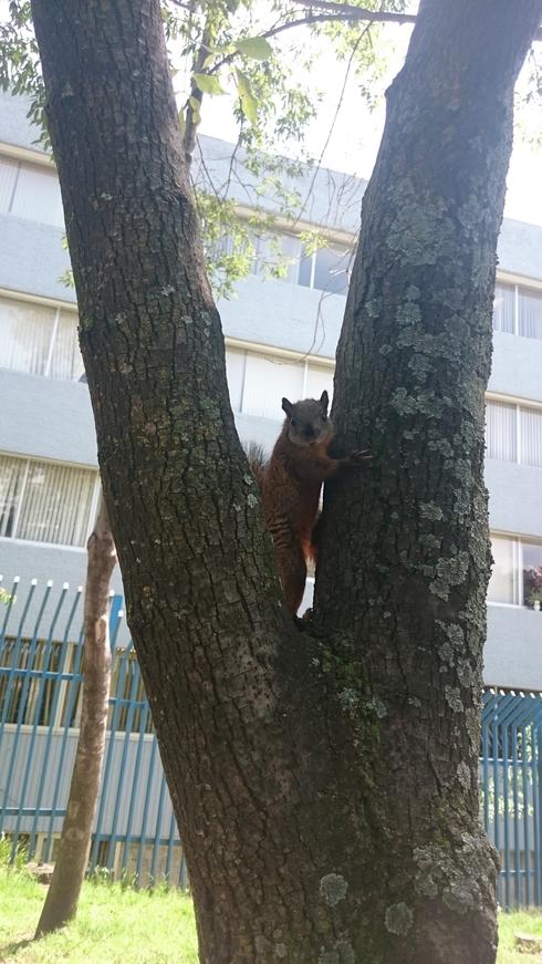 La ardilla escaladora