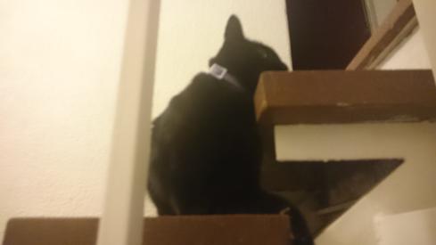 El gato de mi madre