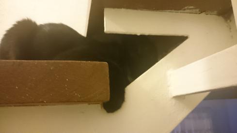 El gato de mi madre