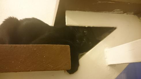 El gato de mi madre