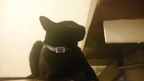 El gato de mi madre