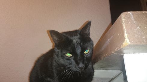 El gato de mi madre